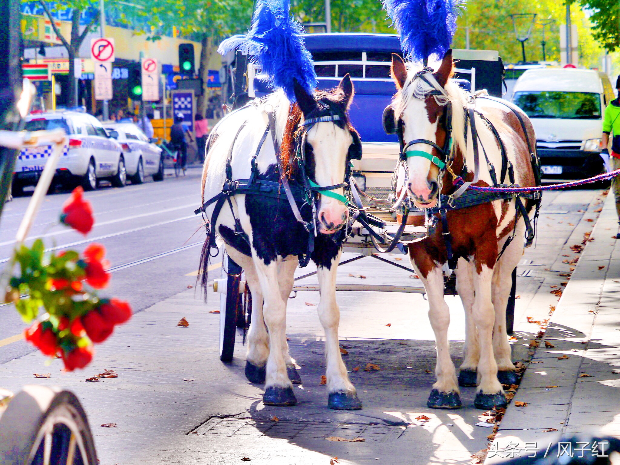 CityTour丨弃车暴走墨尔本,看看人家的街头文化