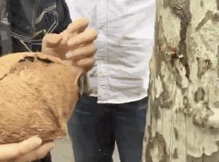 喝过椰汁的你有没有吃过椰宝,喝过椰奶能吃榴莲么