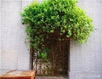 朱家角最美的地方,朱家角真是静心的好地方