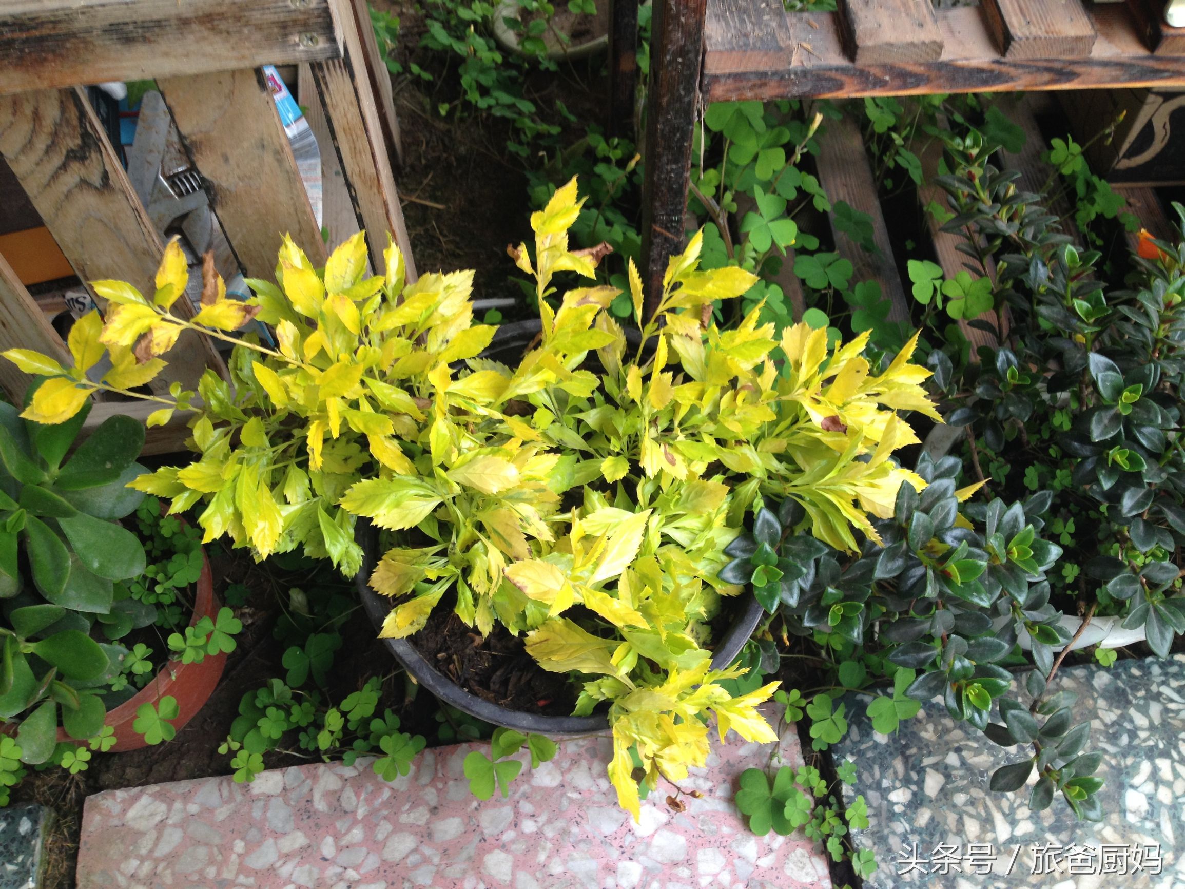 这些植物千万别让孩子靠近,适合小孩卧室养的植物