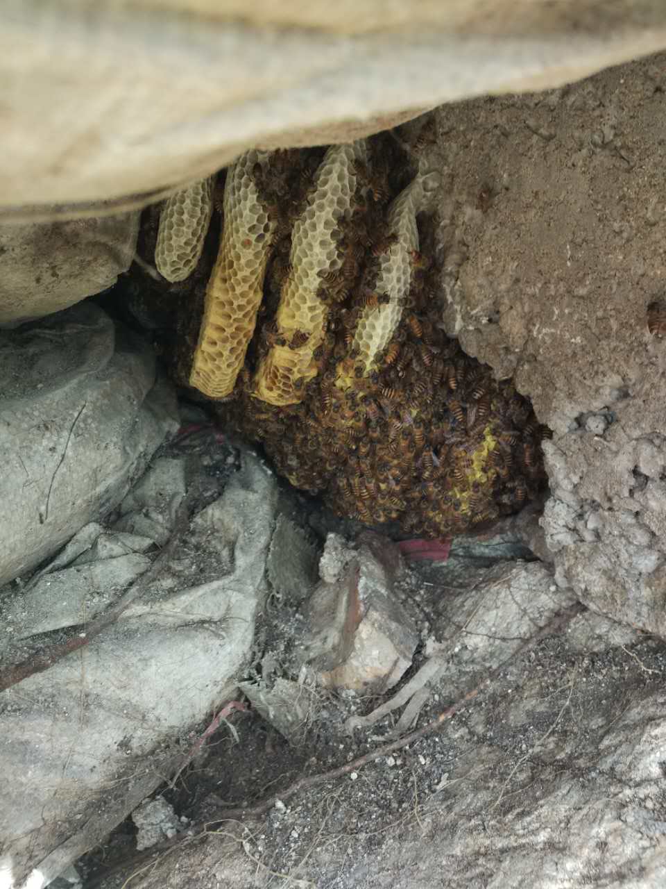 找蜜蜂窝的方法和技巧,找到蜜蜂窝的技术活