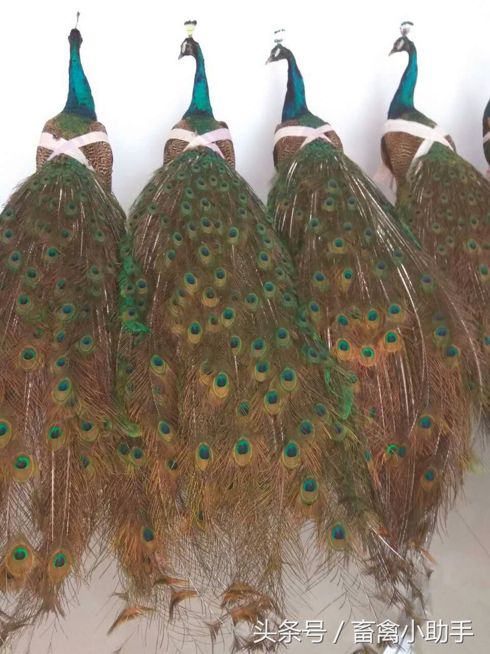 养鸡三年赚钱吗,养鸡赚钱不再愁