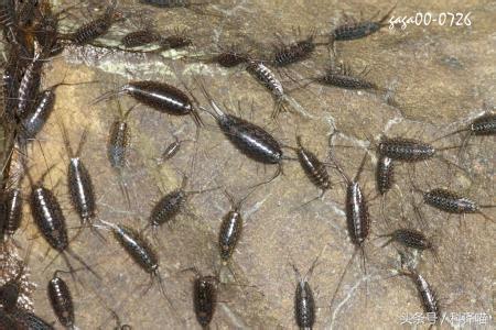 胆小的别进!青岛的海虫子,可以入药可以吃,鲍鱼也在内!