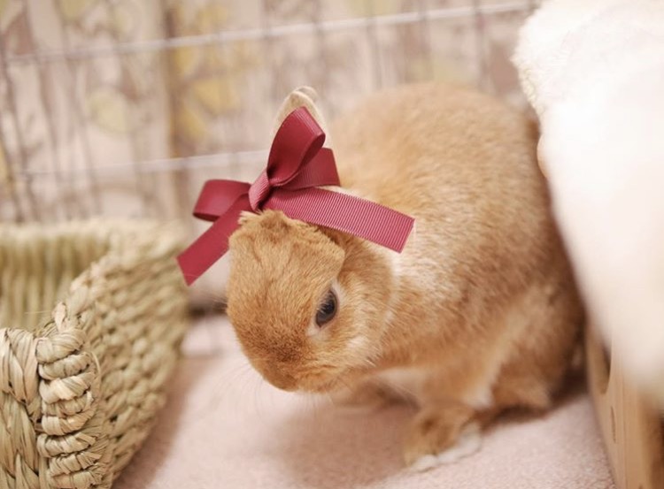 如果你养兔子了会怎样,养一只兔子会寂寞吗