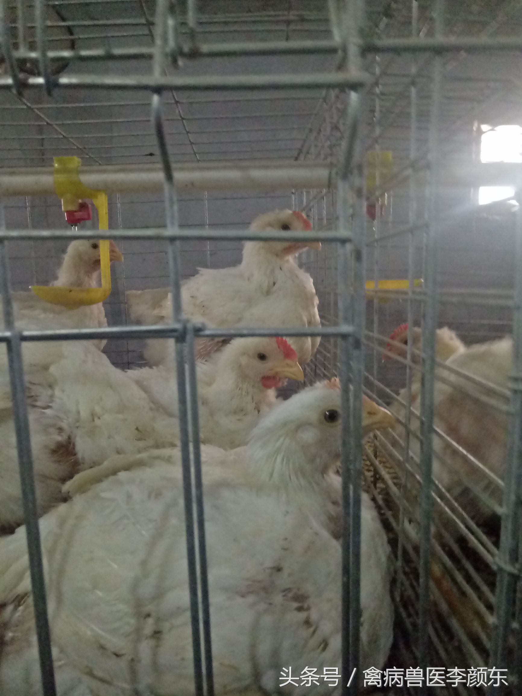 笼养肉鸡的十大技巧,笼养肉鸡22天有尖叫声什么病