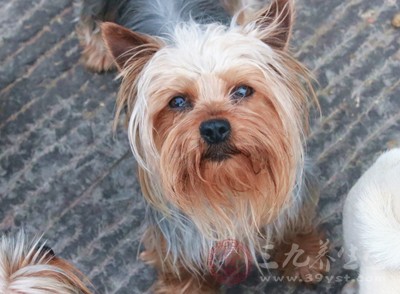 治疗皮肤过敏用哪种过敏药好,皮肤粘胶带过敏用什么方法不过敏