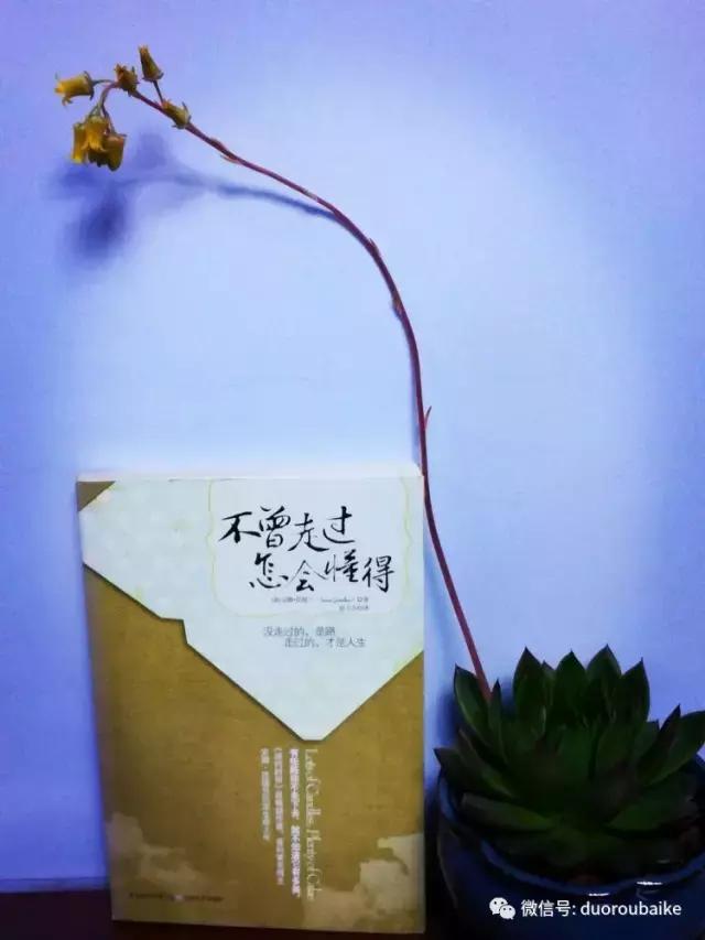 原来多肉与书更配哦！文艺范走起！