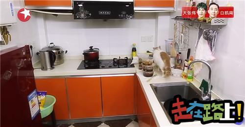 人猫共存空间设计,两只公猫两只母猫的房间怎么设计