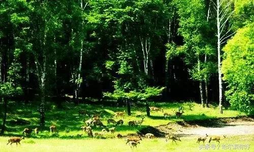 阿城有希望吗,阿城未来的发展