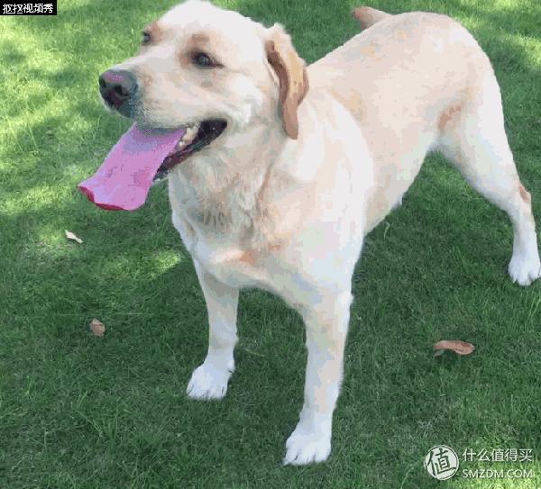 简单训犬小技能,简单学训犬