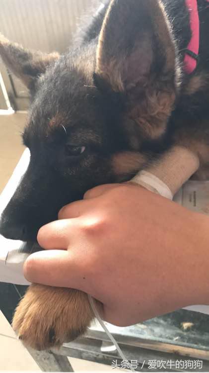 细小治愈全过程,细小治愈后的后遗症