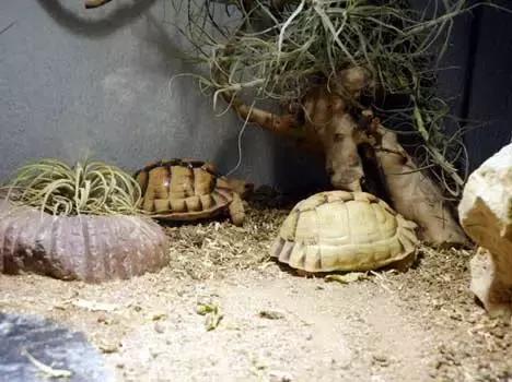 它被人冠以“小安格”的名号,却比真的安哥更金贵