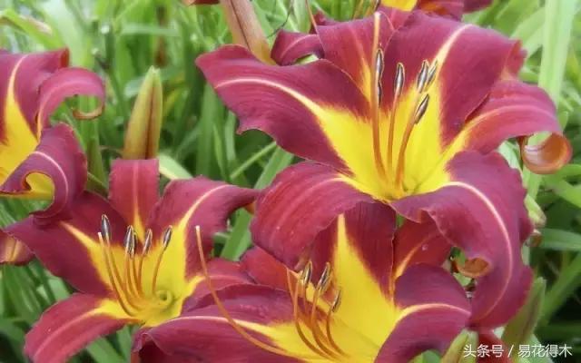 地栽百合花种球会自己繁殖吗,百合花的栽培视频