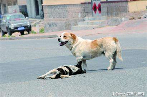 家里的狗突然没了什么寓意,如果自己家的狗不见了怎么办