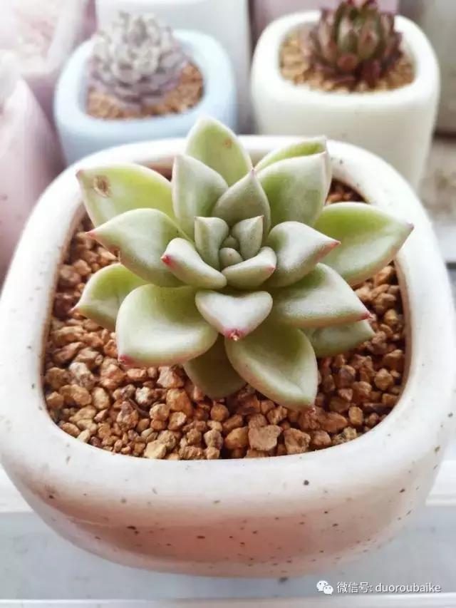 老桩多肉爱生根吗,多肉老法师老桩名品