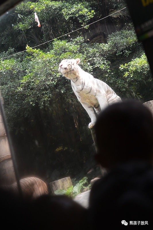 广州长隆野生动物园游玩攻略,广州长隆野生动物园攻略自由行