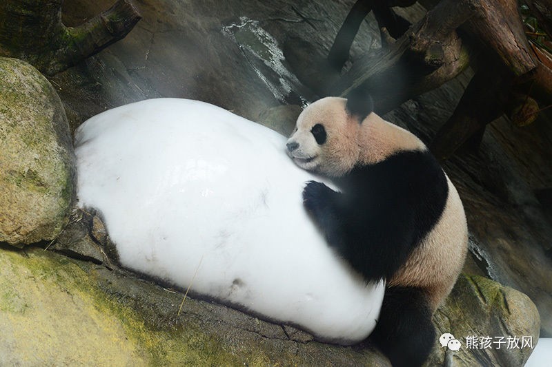 广州长隆野生动物园游玩攻略,广州长隆野生动物园攻略自由行
