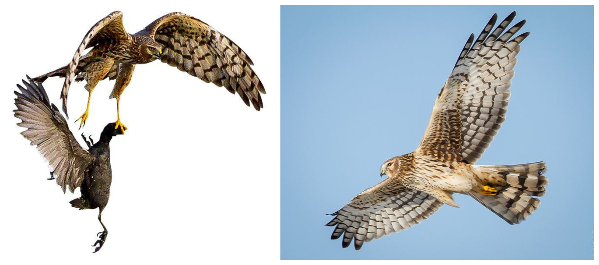 珍禽异兽现状图片,珍禽异兽种类繁多