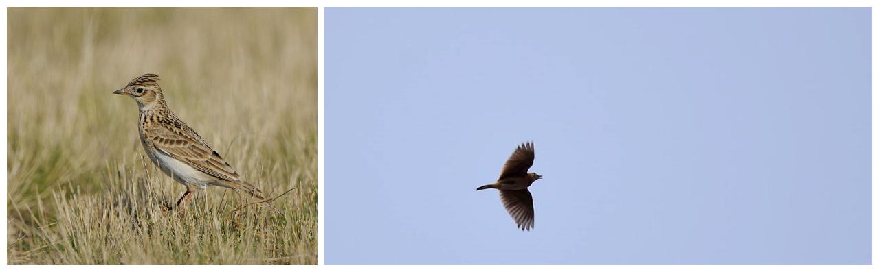 珍禽异兽现状图片,珍禽异兽种类繁多