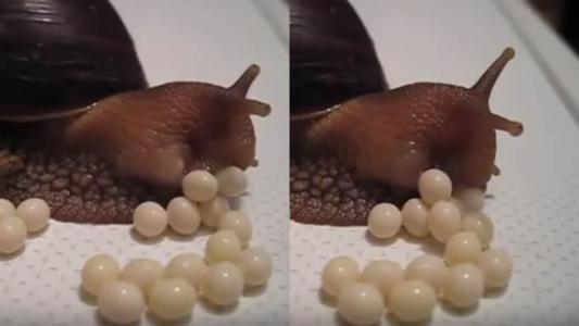 我们常见的蜗牛可不可以吃,蜗牛难道也可以吃吗