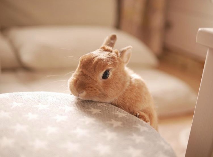 如果你养兔子了会怎样,养一只兔子会寂寞吗