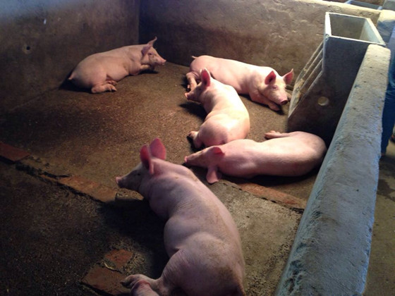 养猪技术篇——猪霉菌性肺炎的预防和治疗方案