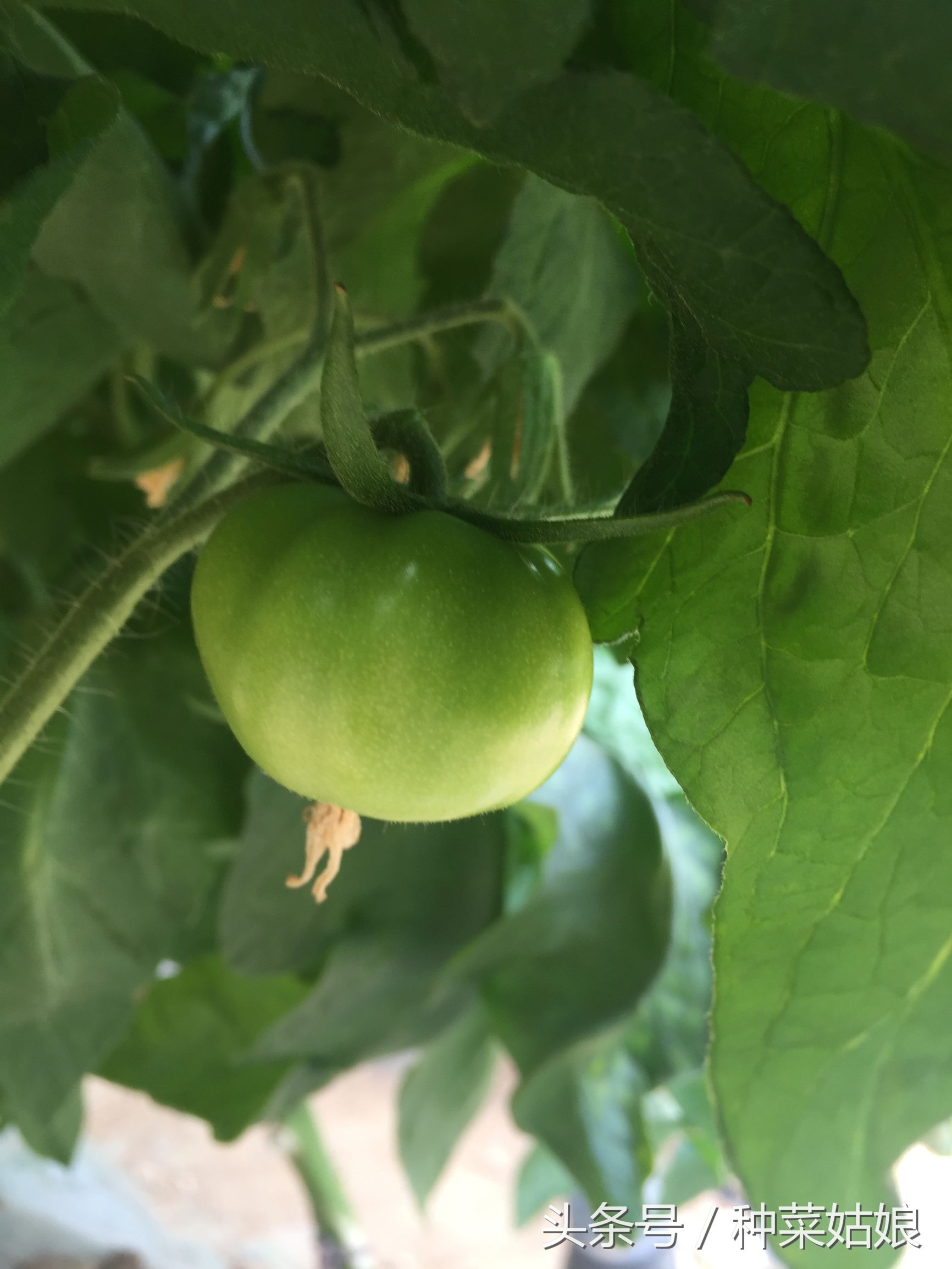 种菜中有虫怎么办,自己种菜不用农药怎么防止病虫害