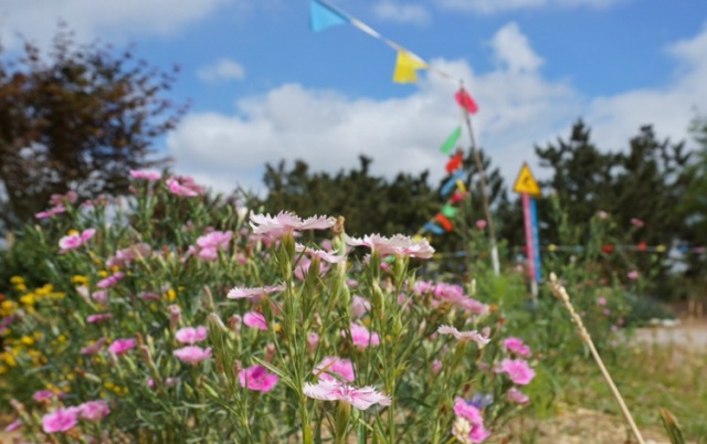 采摘园摘桑葚吃,桑椹采摘园吃桑椹