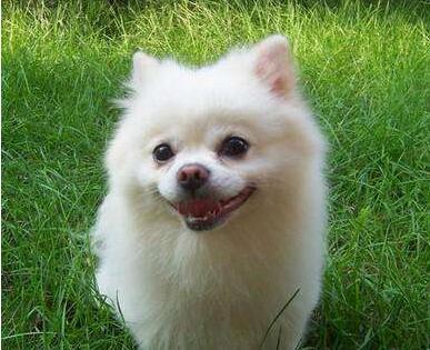 狗鼻子变红结痂怎么回事,狗鼻子变红了还会变黑吗