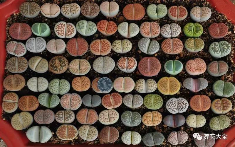 多肉有毒到底有多可怕 (各种多肉有毒吗)