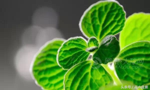 嘴馋了，摘盆花儿来尝尝，第一盆花卉佳肴就闻所未闻