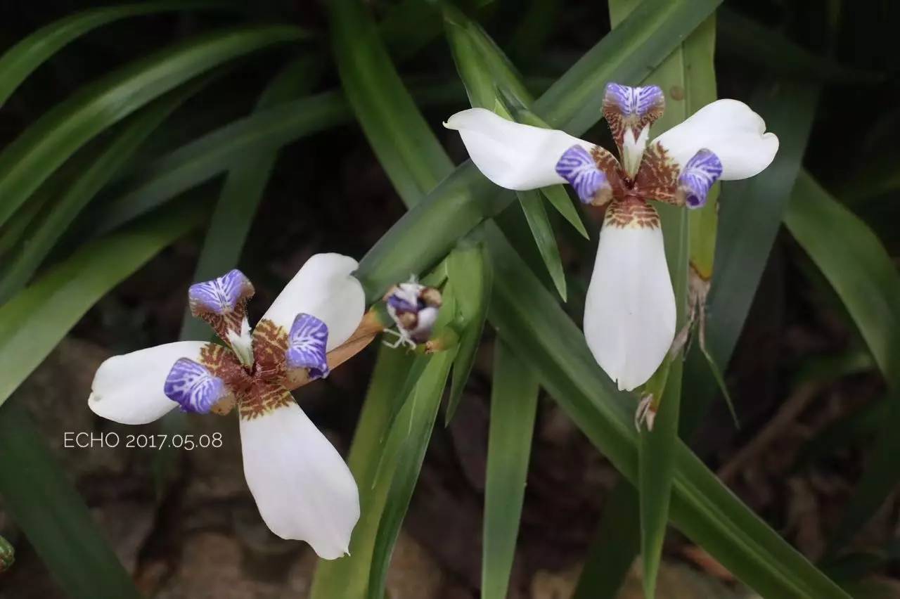 珠海赏花,现在珠海哪里赏花