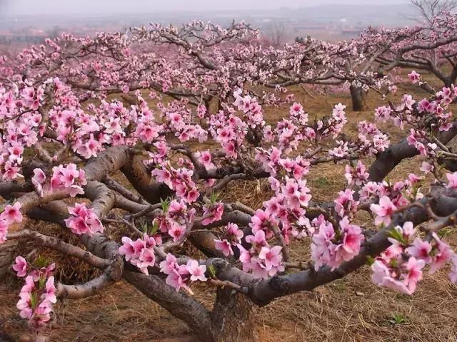 庭院种什么植物风水好,庭院植物风水大全