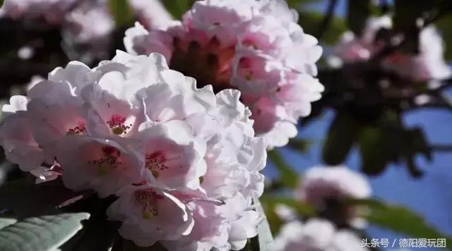 德阳周边游:端午3天我们走“喇叭河”怎么样?最强攻略来袭