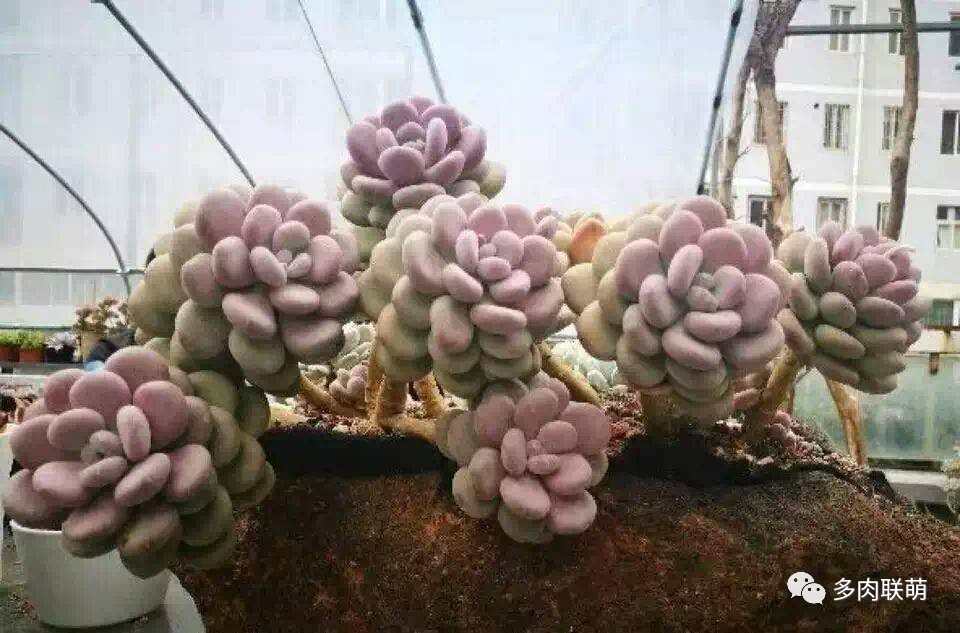 韩系美人多肉,稀有的美人系多肉