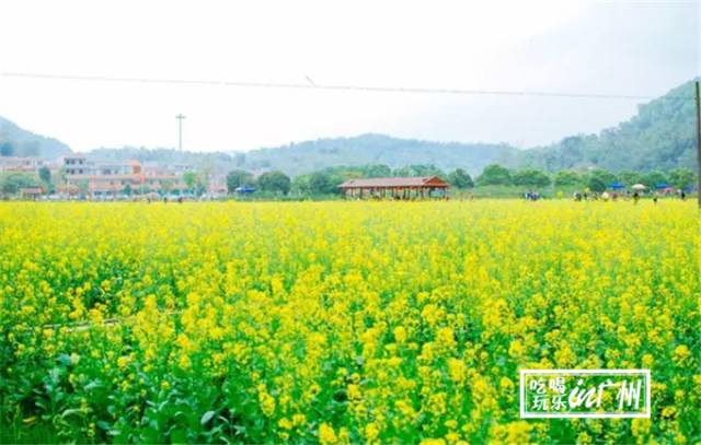 广州最新最美最好玩的景点,广州最值得去玩的景点推荐一下