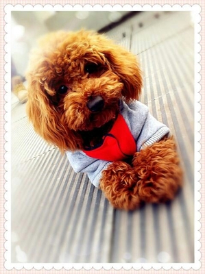 纠正边境牧羊犬挑食的坏习惯,纠正狗狗挑食有效办法