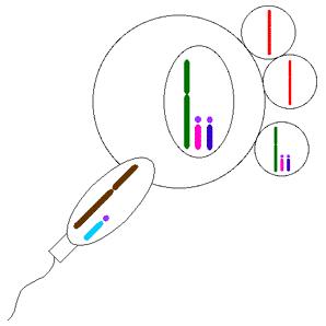 孕妇产前唐筛检查注意什么,孕妈产前都要做什么检查