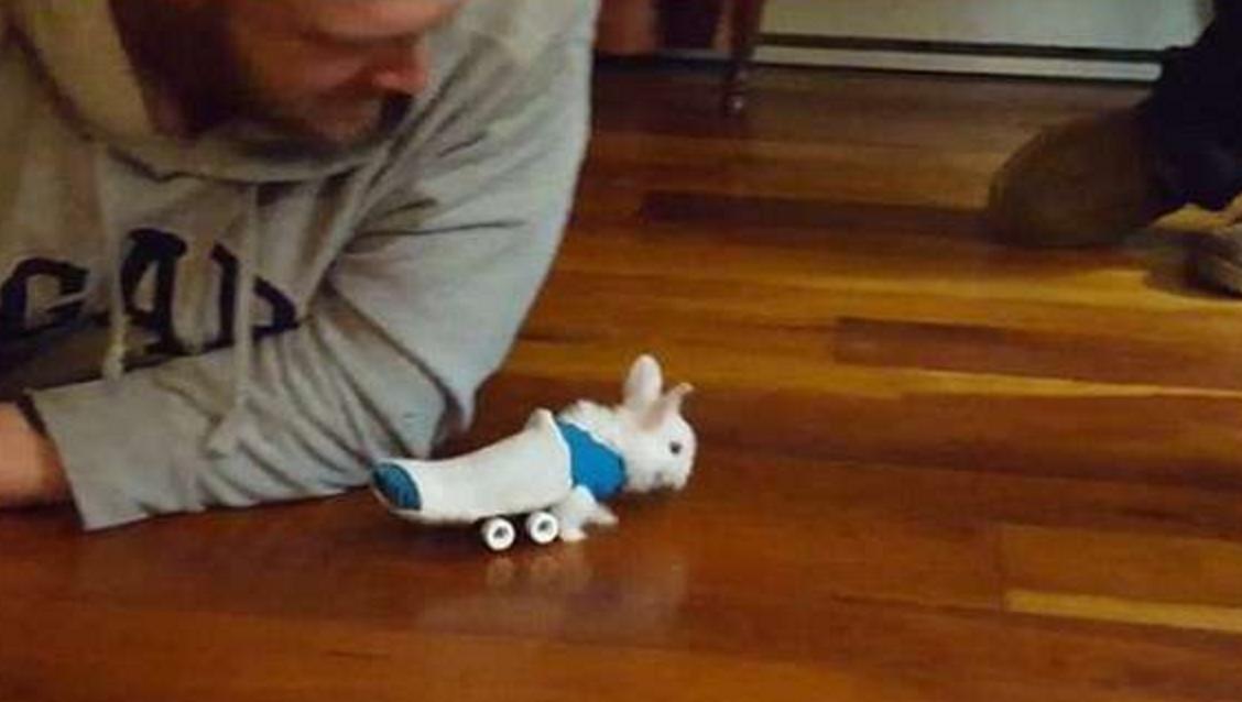 小兔灵机一动想出了一个办法,小兔子瘫痪