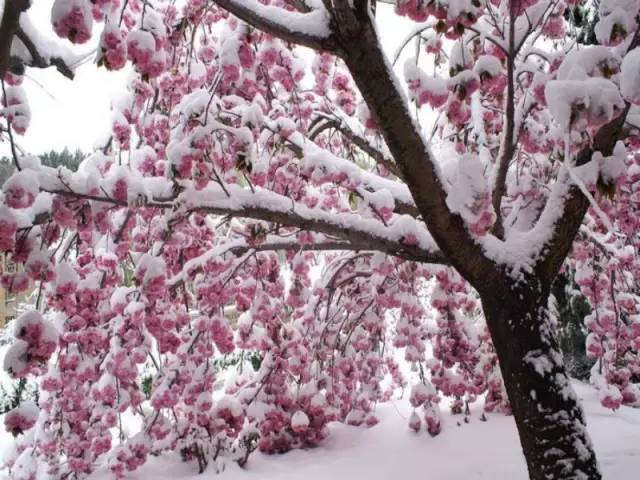 郑州春节滑雪好玩的地方排行榜,郑州桃花峪滑雪场门票