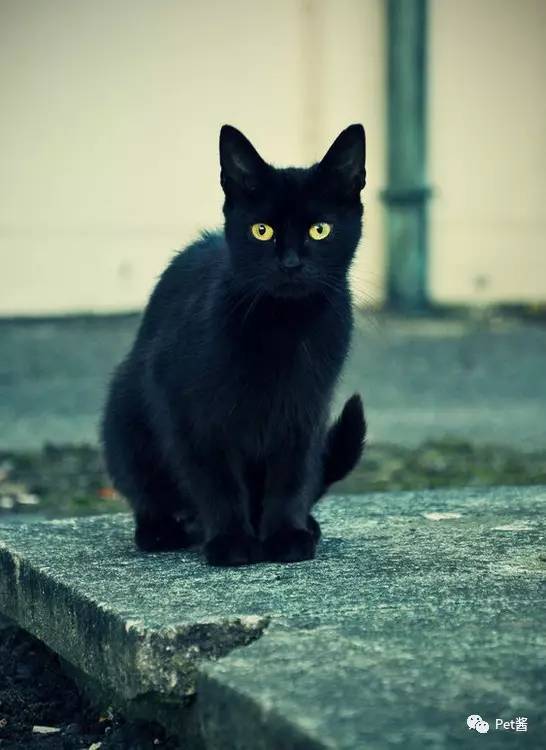 中华田园猫12个品种图哪个最好养,中国最稀少的猫品种中华田园猫