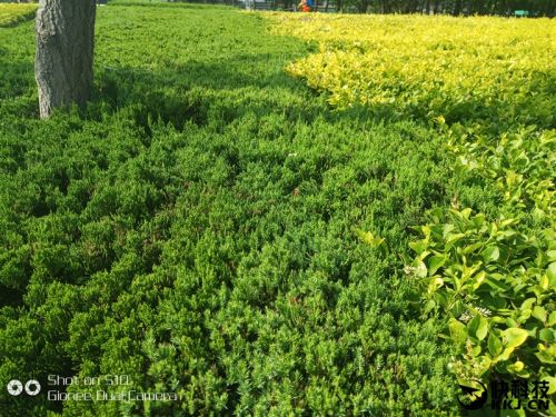 金立s10四摄价格,金立s10的手机测评