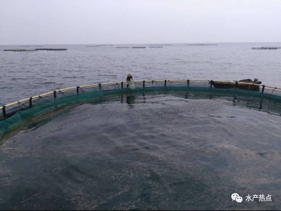 2020年金鲳鱼全国总产值,金鲳鱼养殖行情