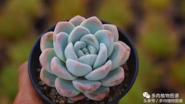 扦插多肉叶片化水了怎么办,多肉化水的叶子要摘除吗