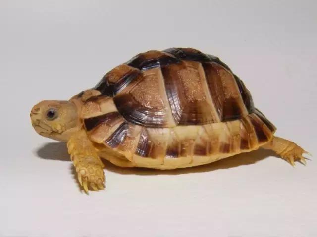 它被人冠以“小安格”的名号,却比真的安哥更金贵