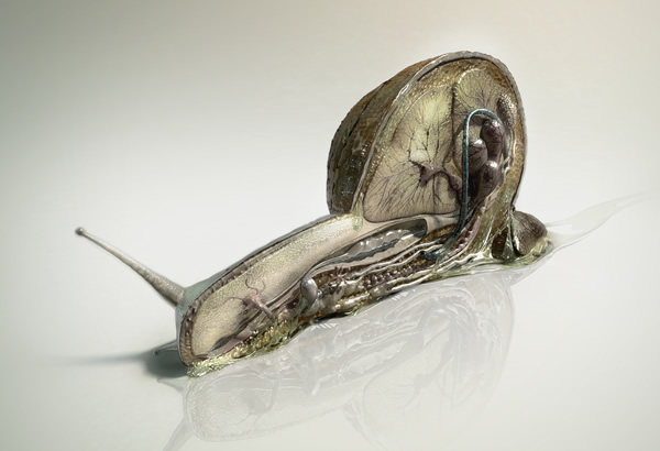 我们常见的蜗牛可不可以吃,蜗牛难道也可以吃吗