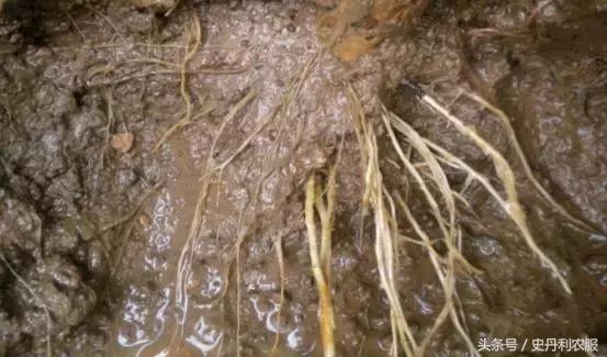 如何知道哪些是根管,根管有啥用