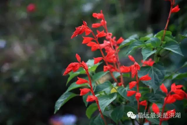 农村随处可见的野草,农村随处可见的草也能卖