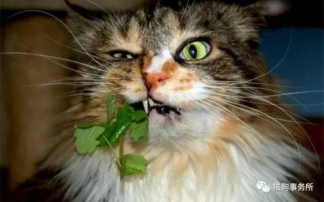 爱吃猫薄荷的喵星人,喵星人遇到猫薄荷