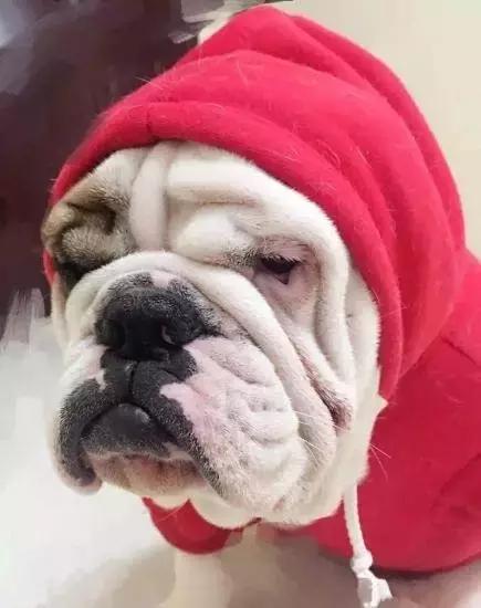 这6种情况不能洗澡,有这五个状况说明狗狗不健康